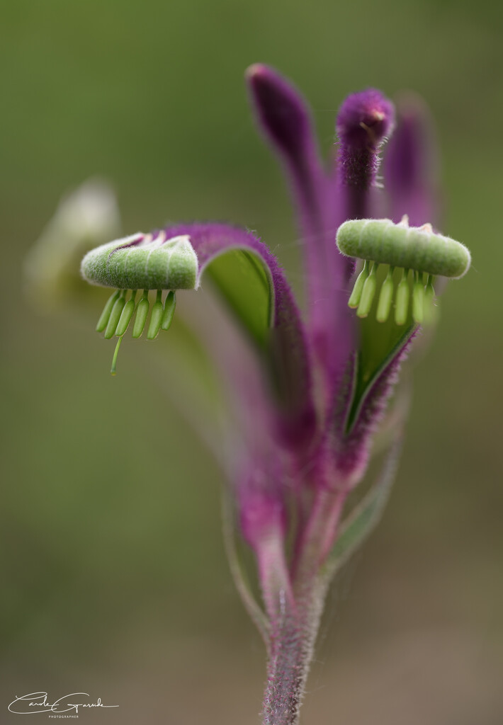 Kangaroo Paw by yorkshirekiwi