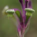 Kangaroo Paw