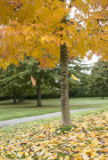 16th Oct 2024 - Fall