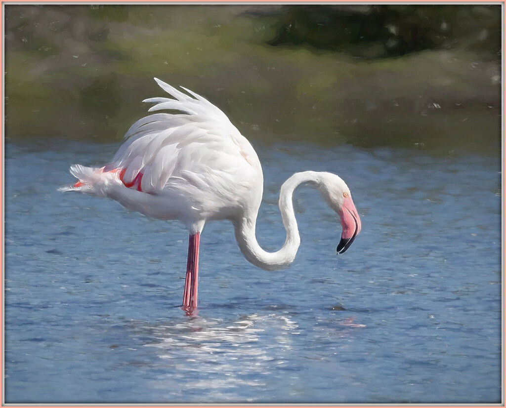 Happy Flamingo Friday by ludwigsdiana