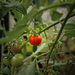 Tomatoe by andyharrisonphotos