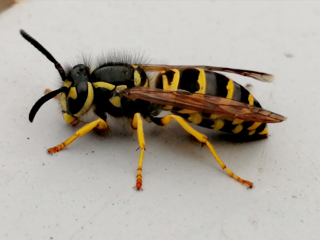 Late Season Yellowjacket by princessicajessica