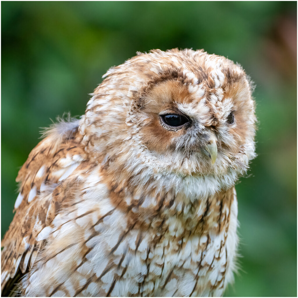 Tawny Owl - also known as the Brown Owl by clifford