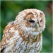 Tawny Owl - also known as the Brown Owl