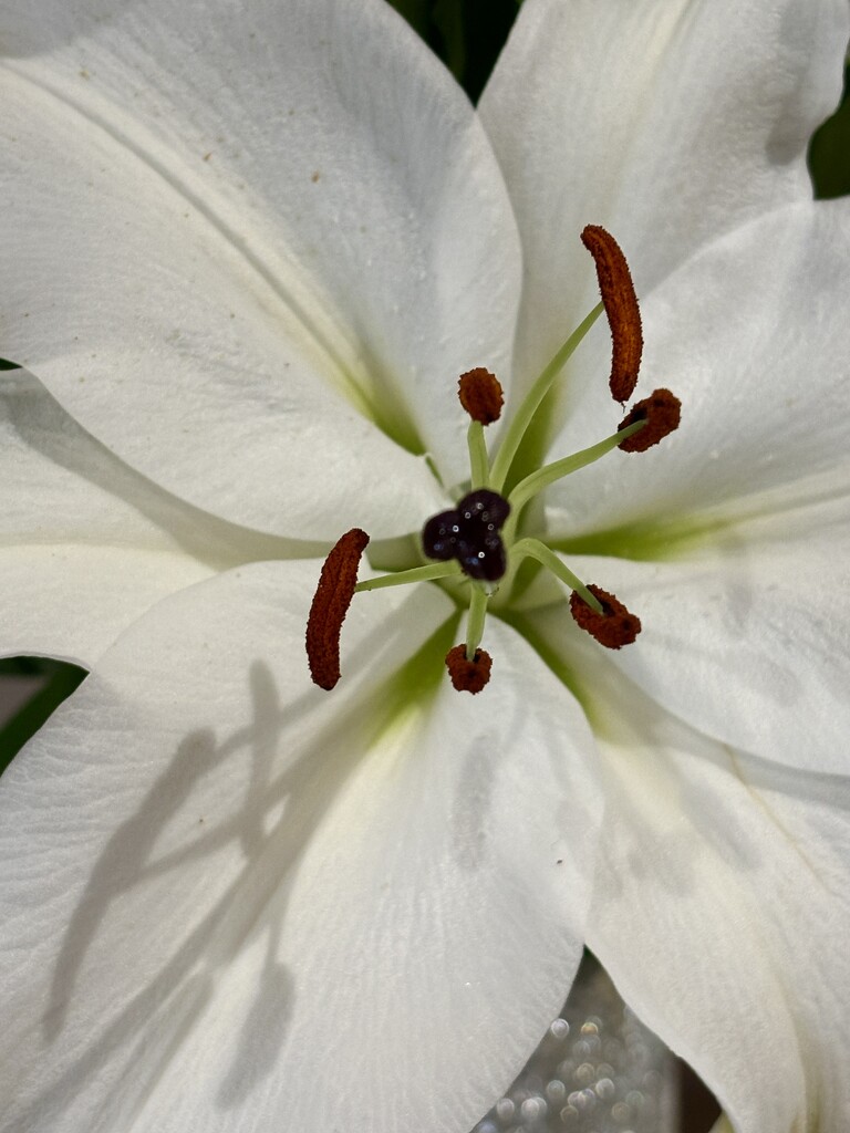 Lily in bloom by lizgooster