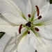 Lily in bloom