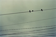 19th Oct 2024 - Bird Wires