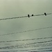 Bird Wires