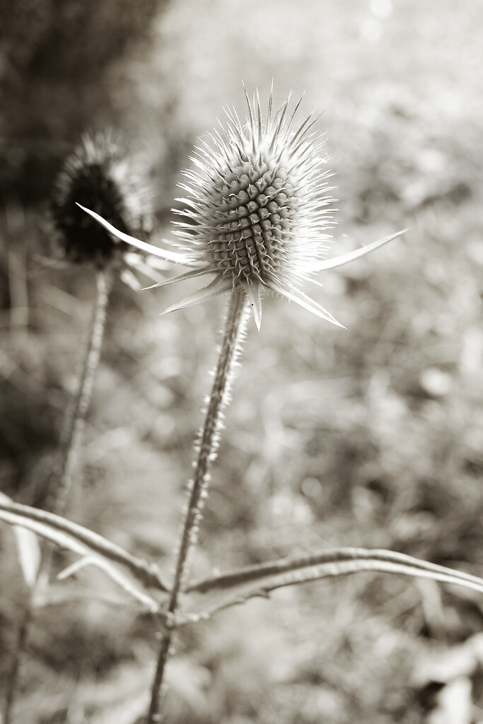 Autumn Hike 21 - Little One by juliedduncan