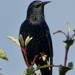 Starling