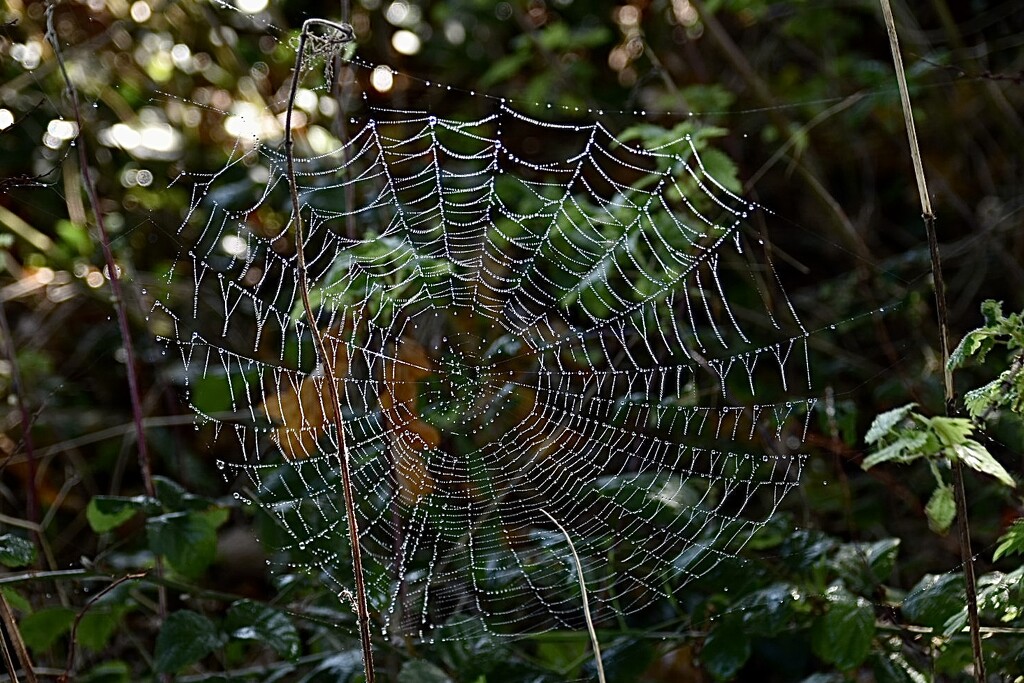 Spiders web by wakelys