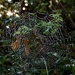 Spiders web