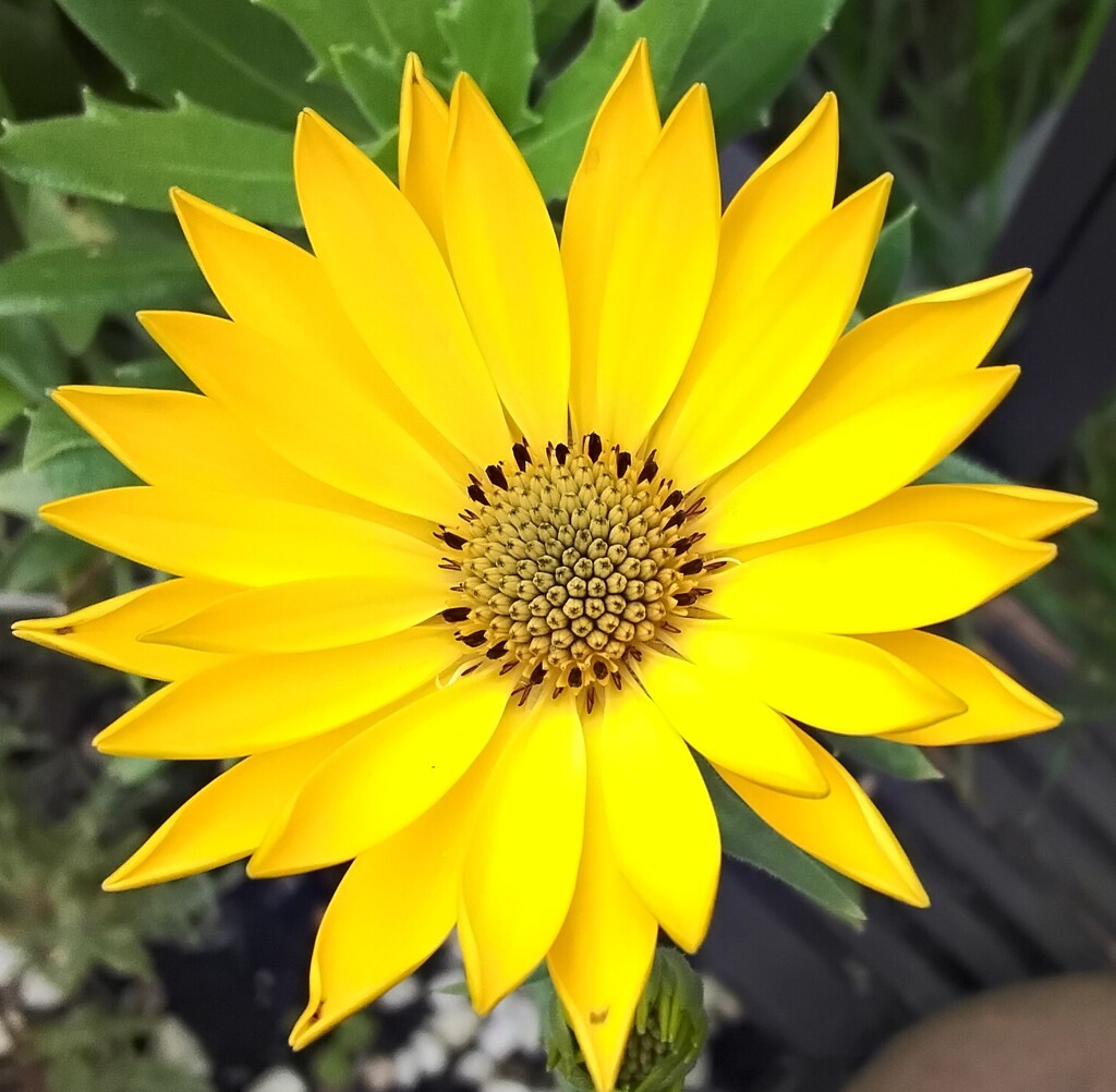 A bold yellow flower. by grace55