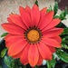 Gazania. 