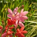 Colorful Flowers