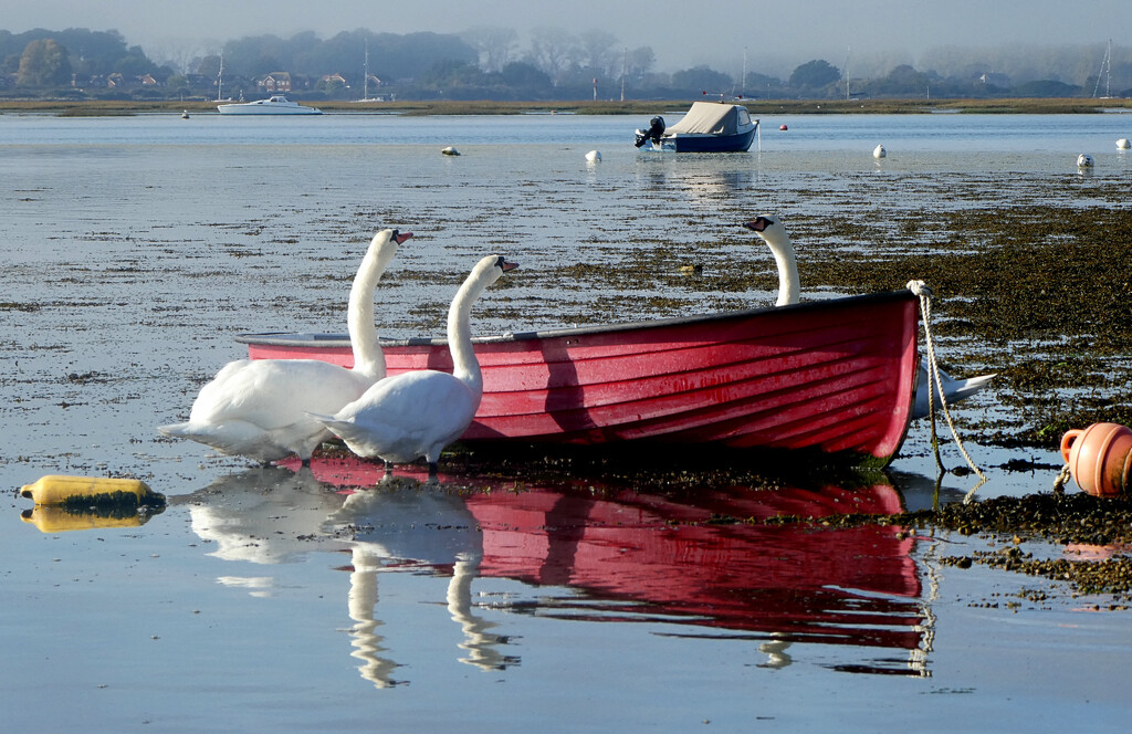 Swans Found a Source of Freshwater  by 30pics4jackiesdiamond