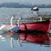 Swans Found a Source of Freshwater 