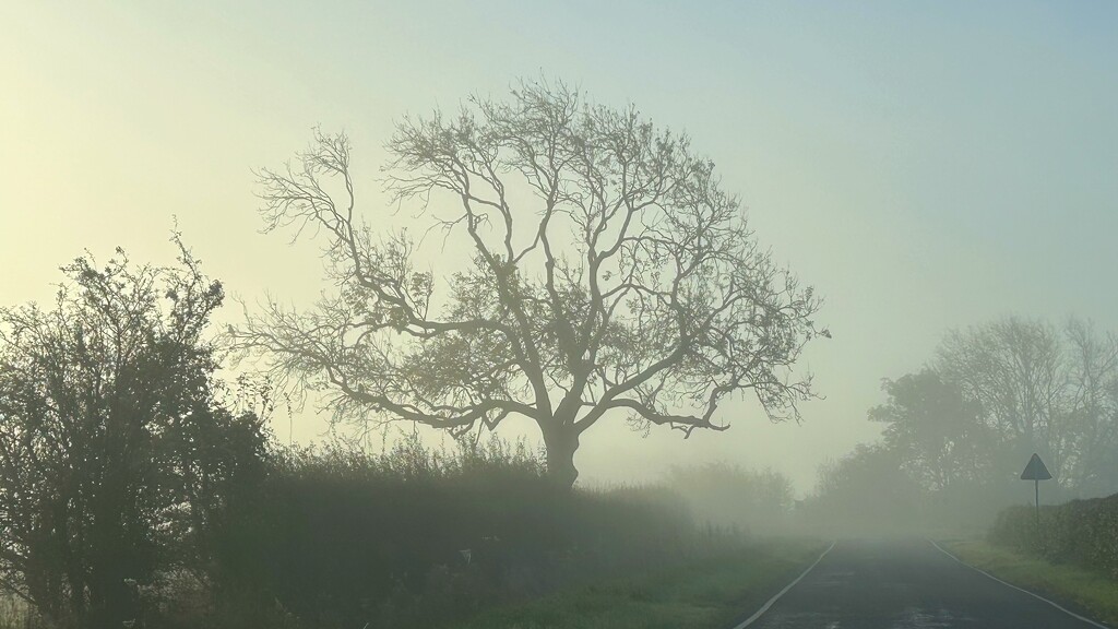 Appearing out of the Mist by carole_sandford