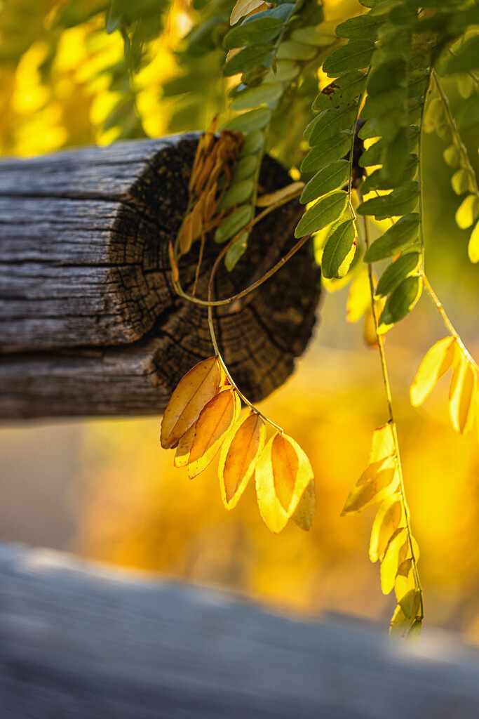 honey locust by aecasey