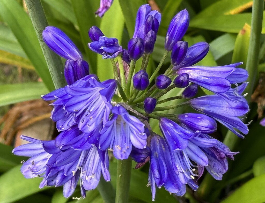 A Late Agapanthus by susiemc