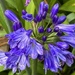 A Late Agapanthus