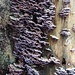 Bracket funghi?