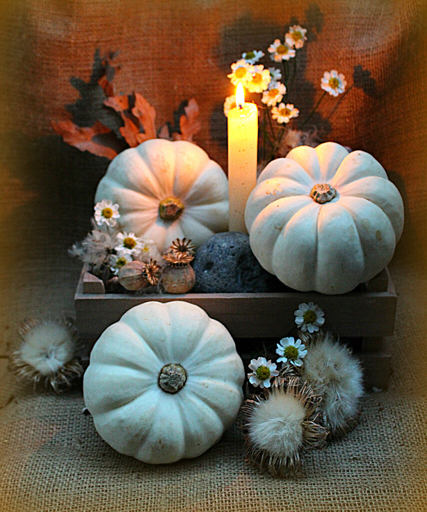 Three Pumpkins  by wendyfrost