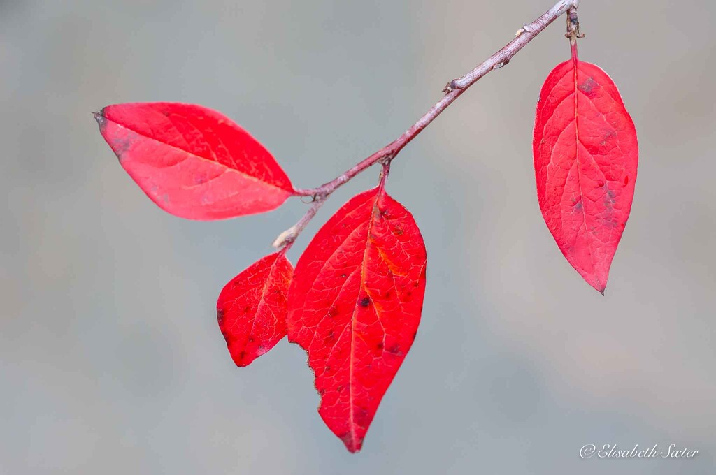 Red leaves by elisasaeter