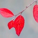 Red leaves