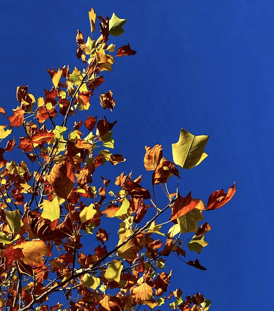 Autumn Leaves, Summer Sky by cmf