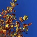 Autumn Leaves, Summer Sky