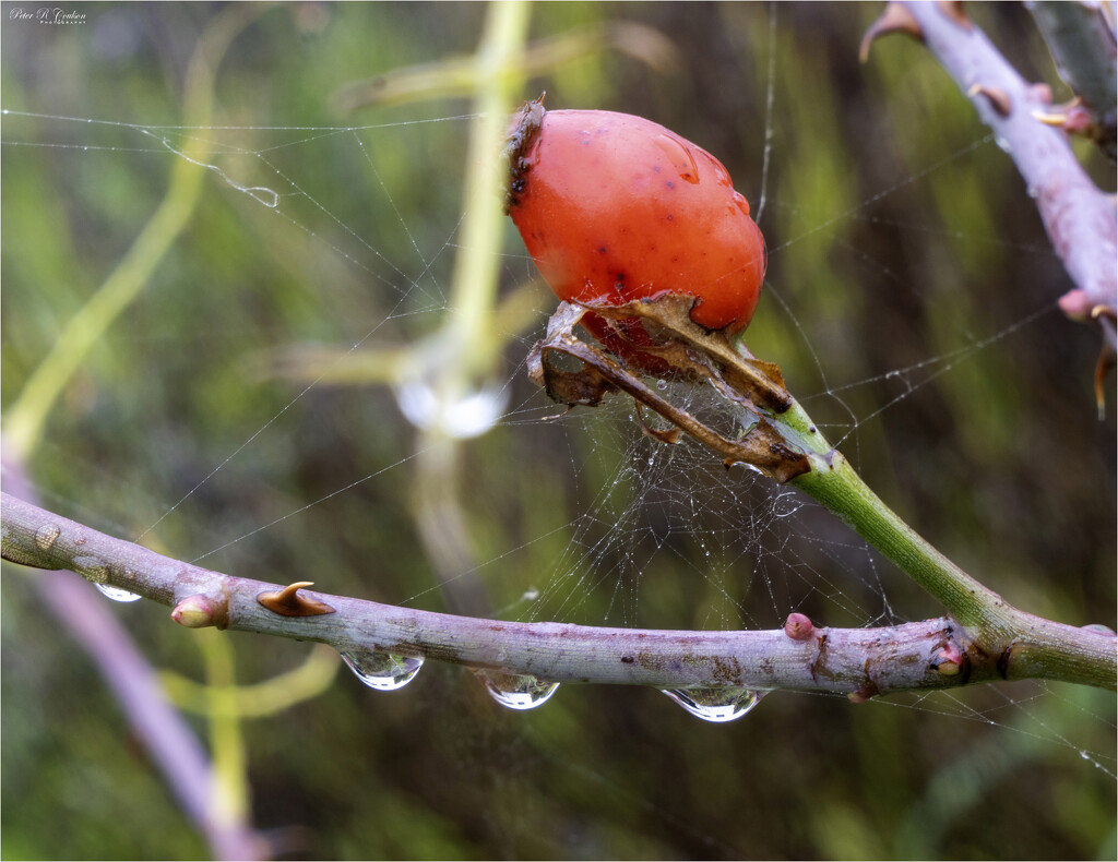 Damp Start by pcoulson