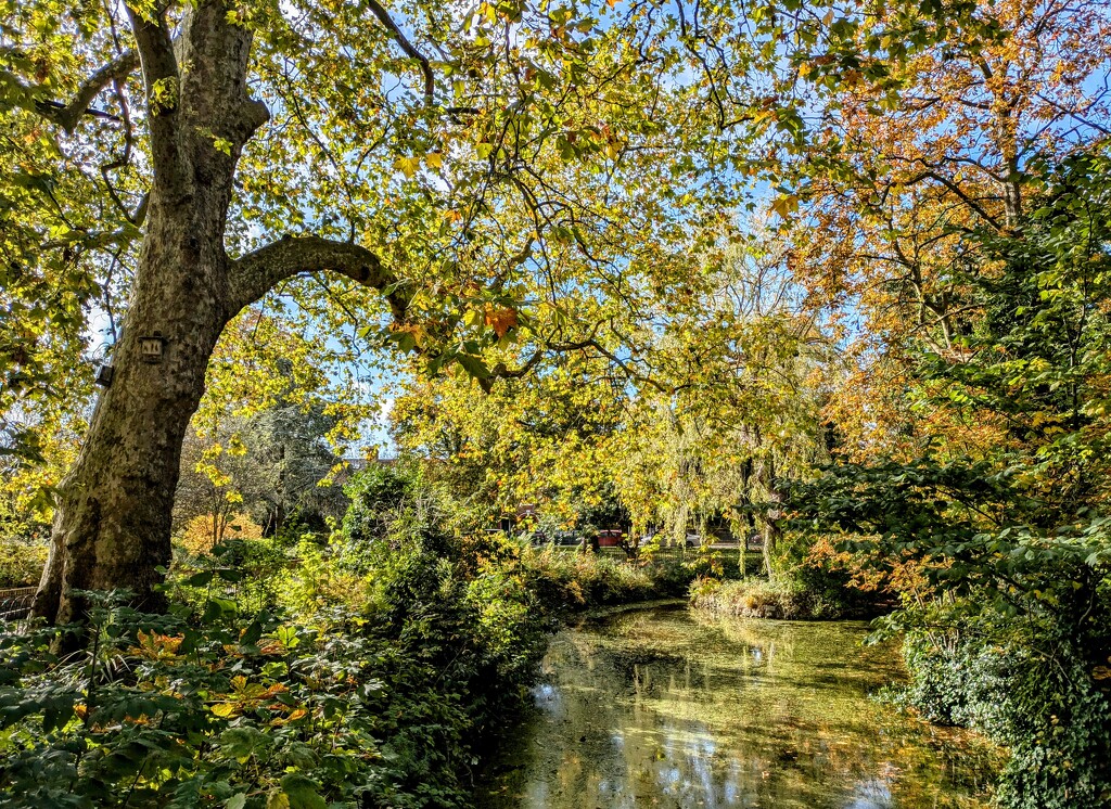 Autumn in the park  by boxplayer