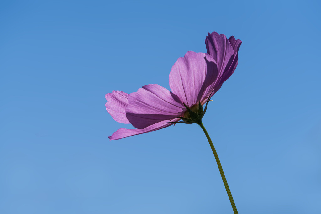 Against a Blue Sky by kvphoto