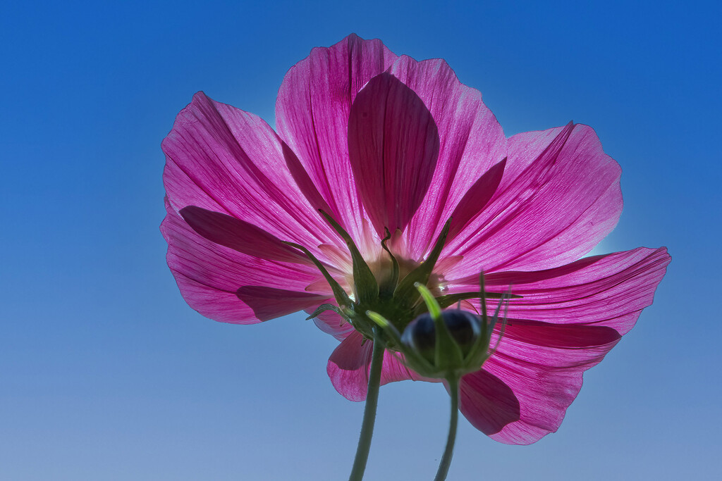 The Underside by k9photo