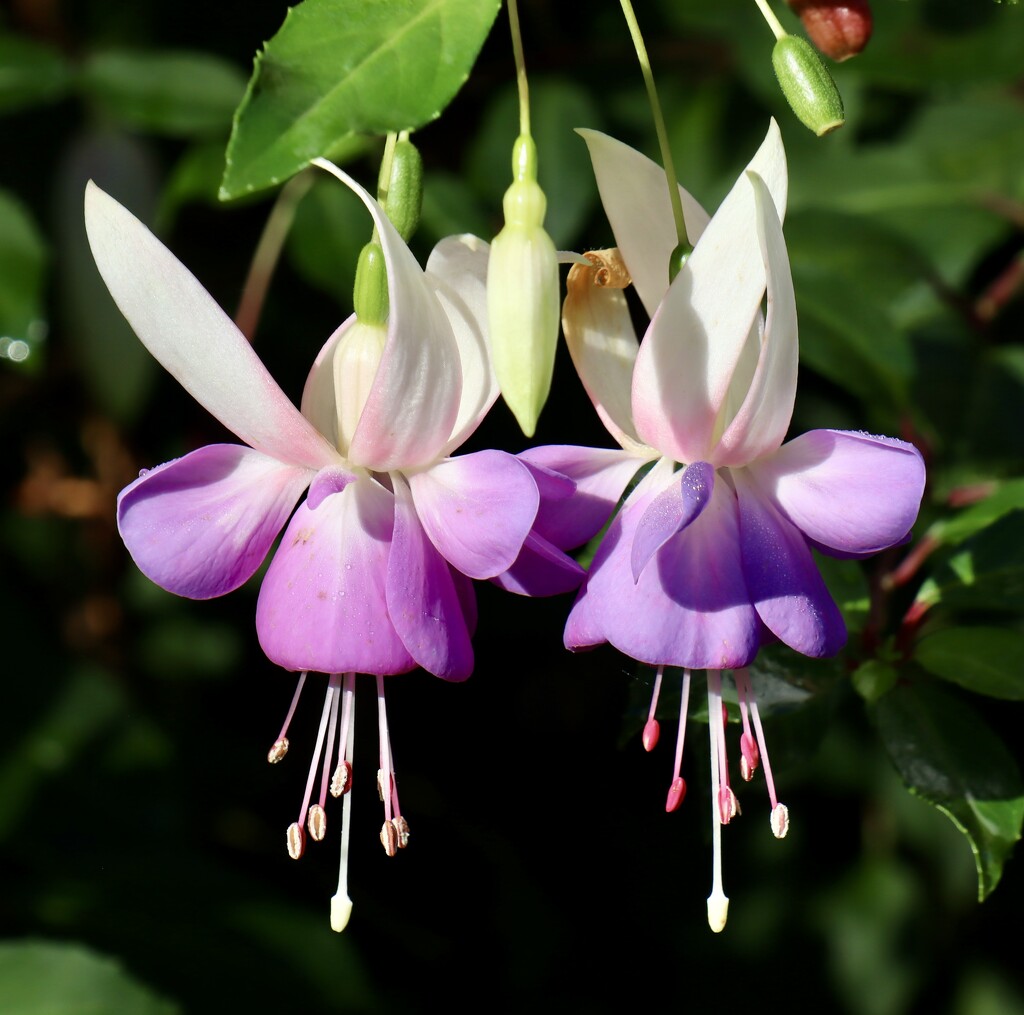 Fuchsia  by jeremyccc