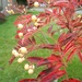 Sorbus - Mountain Ash