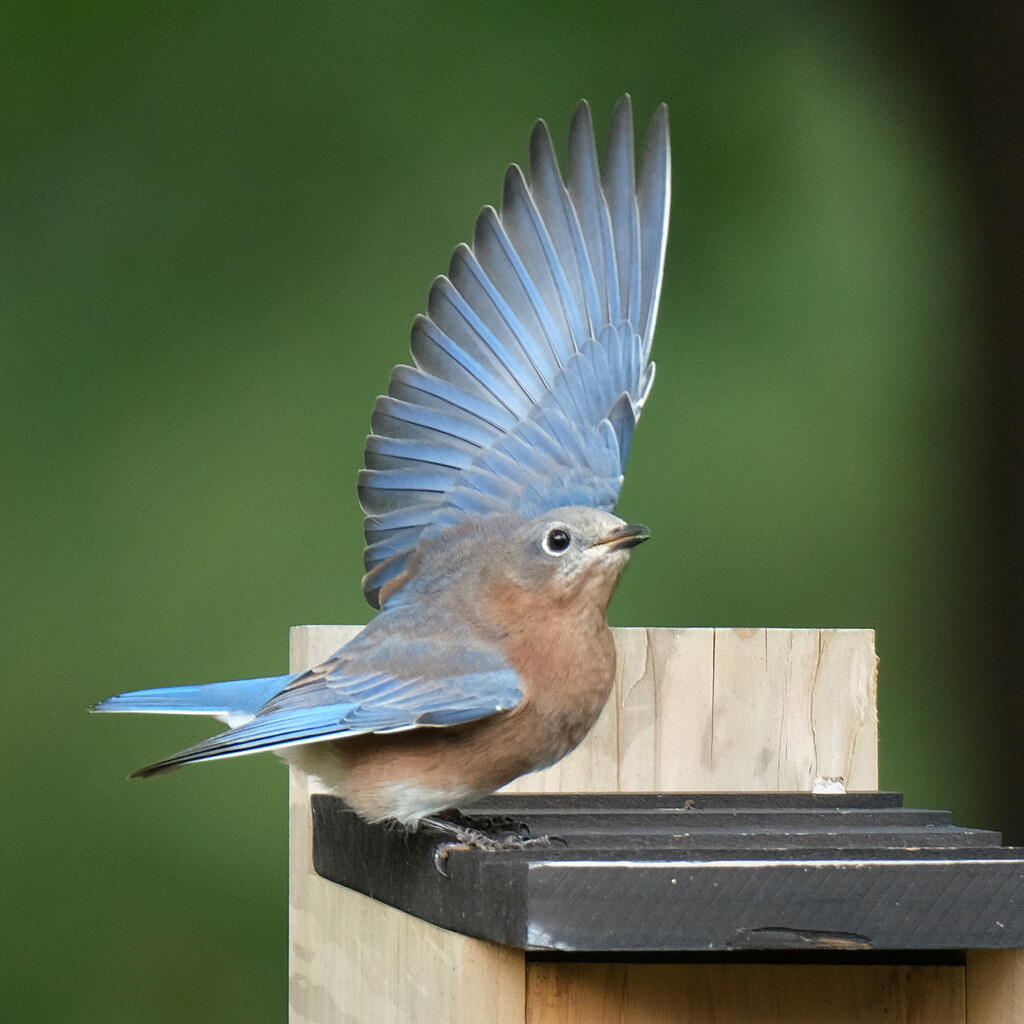 Bluebird Display by lsquared