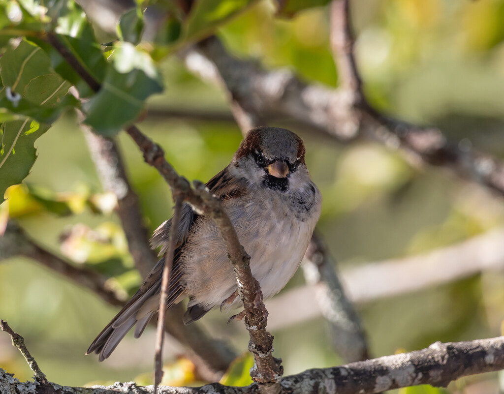 Sparrow having a break by creative_shots