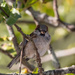 Sparrow having a break