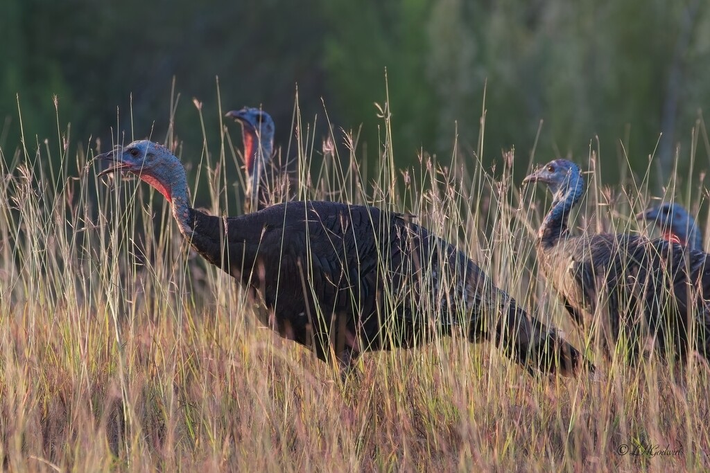 LHG_7642Turkeys in the field at Choke canyon by rontu