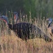 LHG_7642Turkeys in the field at Choke canyon