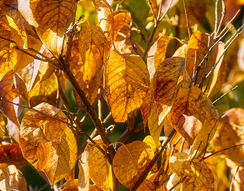 Autumn Gold by gardencat