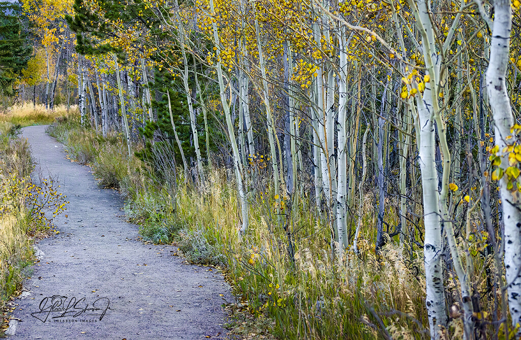 Aspens on RMNP path by ggshearron