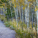 Aspens on RMNP path