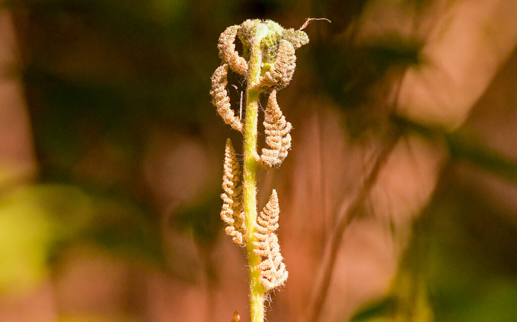 Fiddlehead Fern! by rickster549