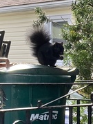 14th Oct 2024 - Bushy Tail 