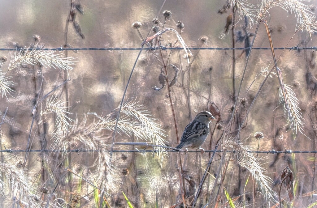 Bird on a Wire by lynnz