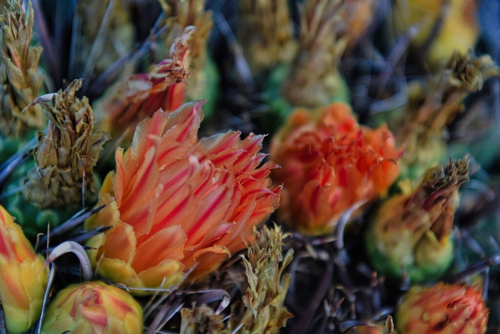 10 15 Compass Barrel Cactus by sandlily