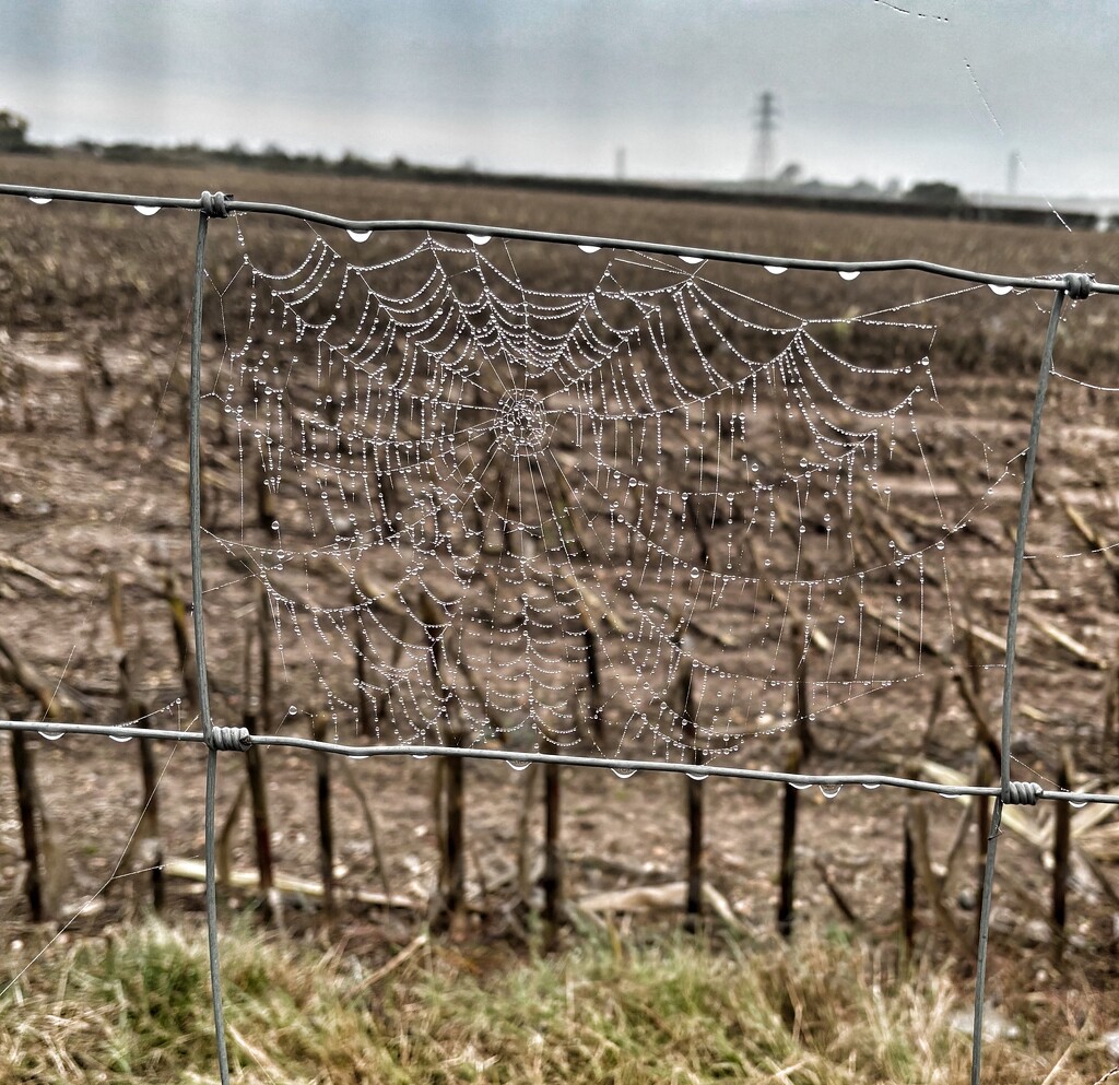 Morning dew web by alliw